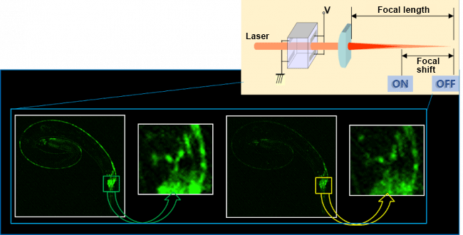 Zwei-Photonen-Bild von C. elegans