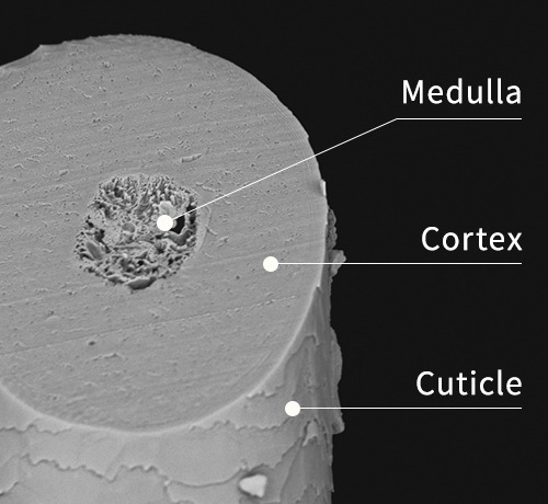 structure of hair