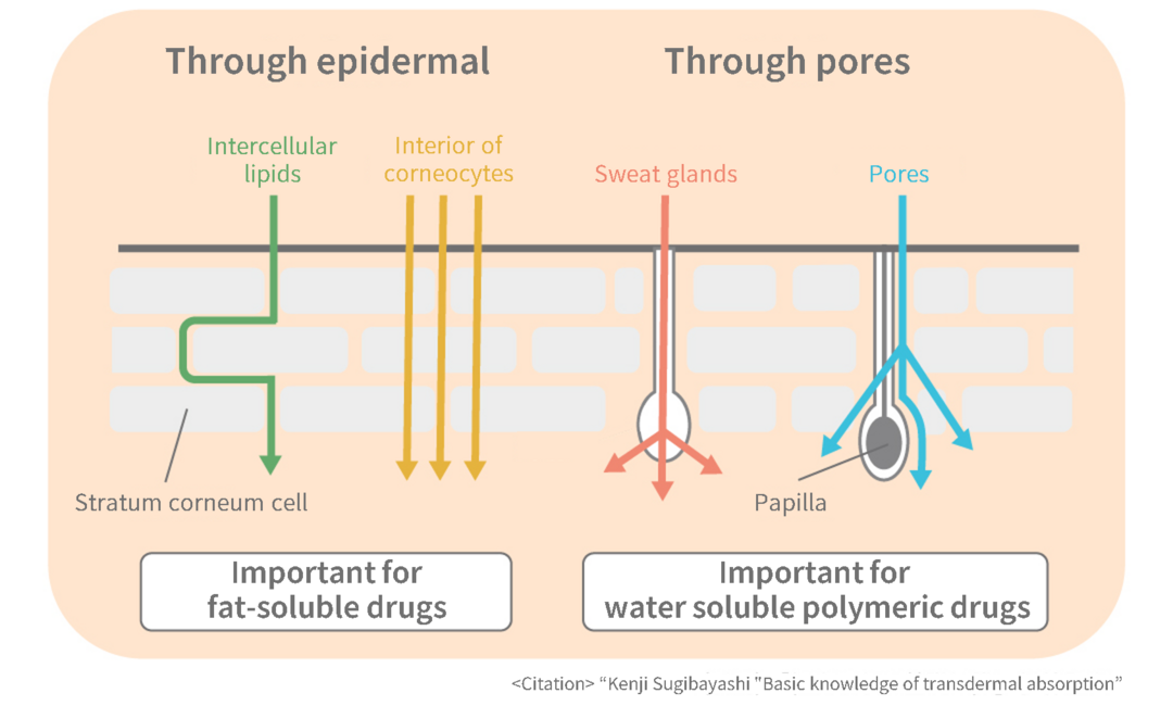 Transdermal absorption mechanism