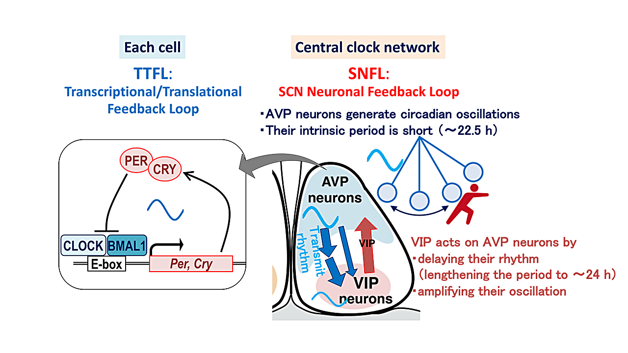 Rihiro Saegusa Photo
