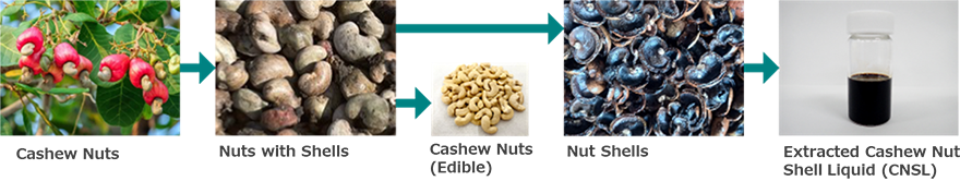 カシューナッツ殻液（CNSL）の抽出