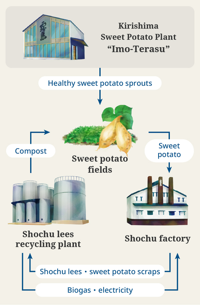 How sweet potato seedlings turn into electricity
