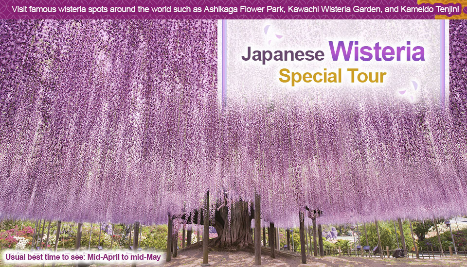 2026 Wisteria Flowers and Wisteria Trellis Tour/Travel