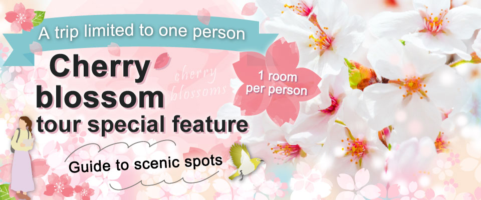 Cherry blossom and cherry blossom viewing tour special feature 2026| Solo Travel ・Tour
