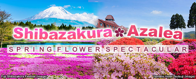 Shibazakura Tour/Travel 2026