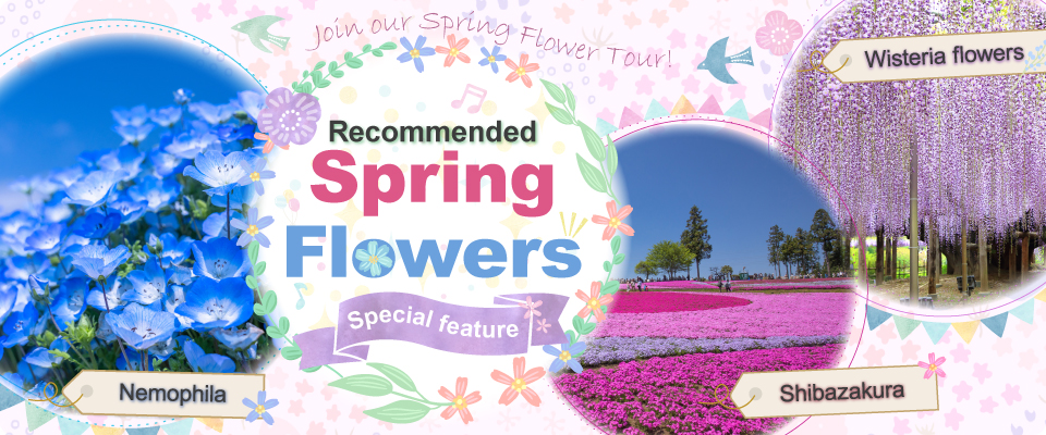 Spring Flower Tour Special 2026 | Nemophila, Moss Phlox, Azalea, Wisteria, and More