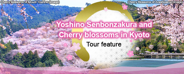 【From Chubu and Tokai】Yoshino Senbon Cherry Blossoms and Kyoto Cherry Blossoms Tour/Travel 2026