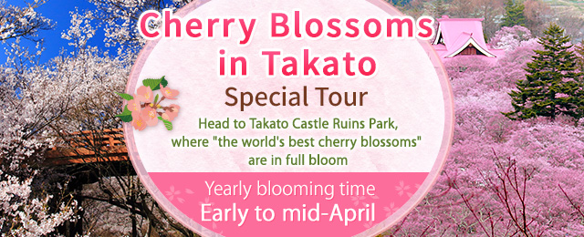 【Tokyo From the 23rd Ward】" Takato Cherry Blossoms" by bus 2026 Tour/Travel