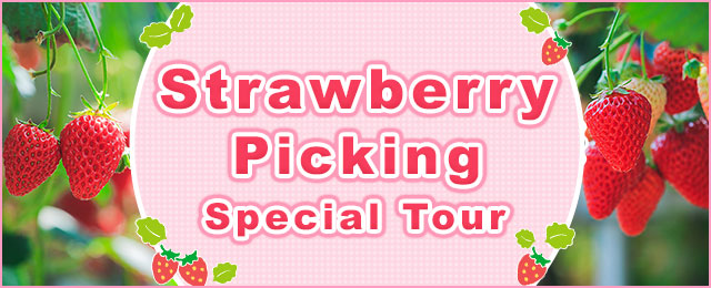 [From Ibaraki] Strawberry picking tours and trips