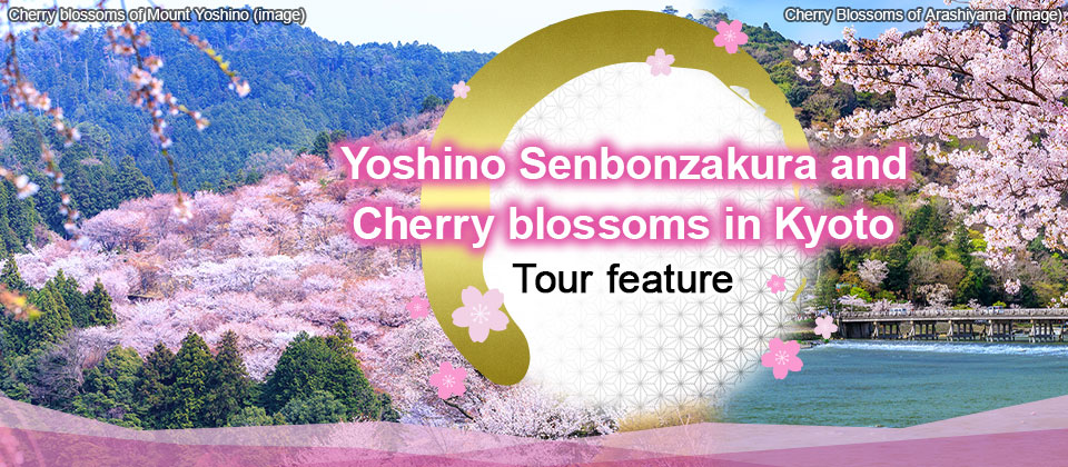 【From Chubu and Tokai】Yoshino Senbon Cherry Blossoms and Kyoto Cherry Blossoms Tour/Travel 2026