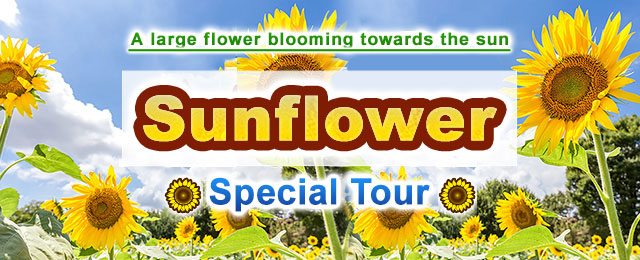 Himawari Tours & Travel