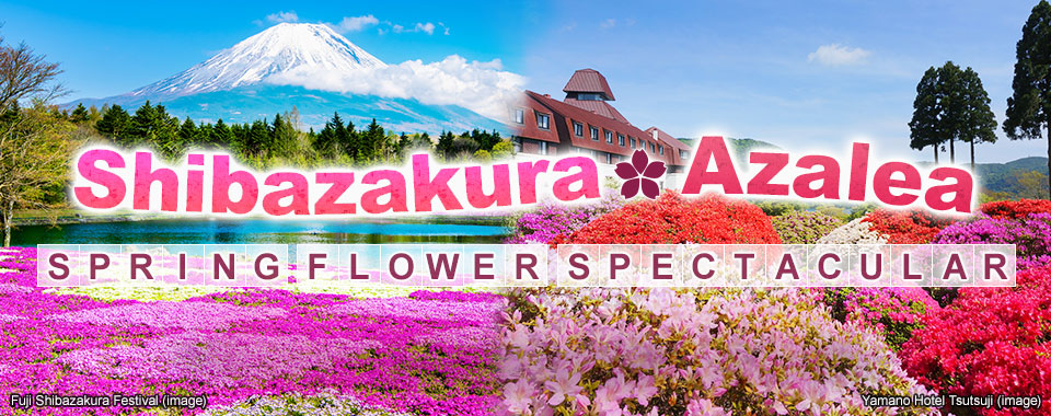 Shibazakura Tour/Travel 2026