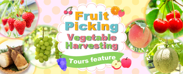 Fruit picking and vegetable harvesting tours and trips