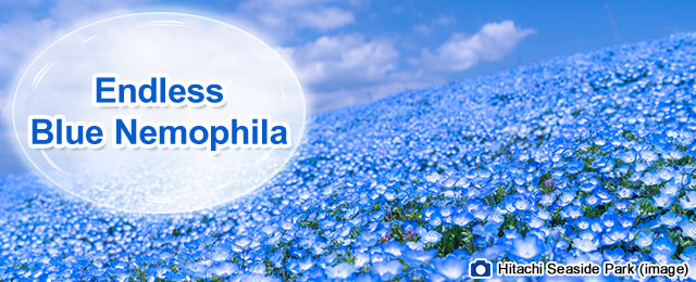 Nemophila Tour/Travel 2026