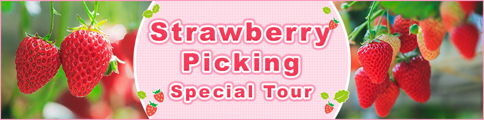 [From Ibaraki] Strawberry picking tours and trips