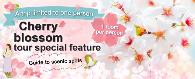 Cherry blossom and cherry blossom viewing tour special feature 2026| Solo Travel ・Tour