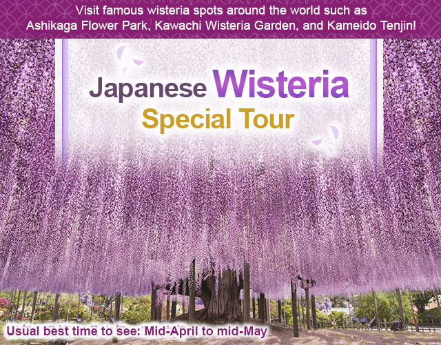 2026 Wisteria Flowers and Wisteria Trellis Tour/Travel