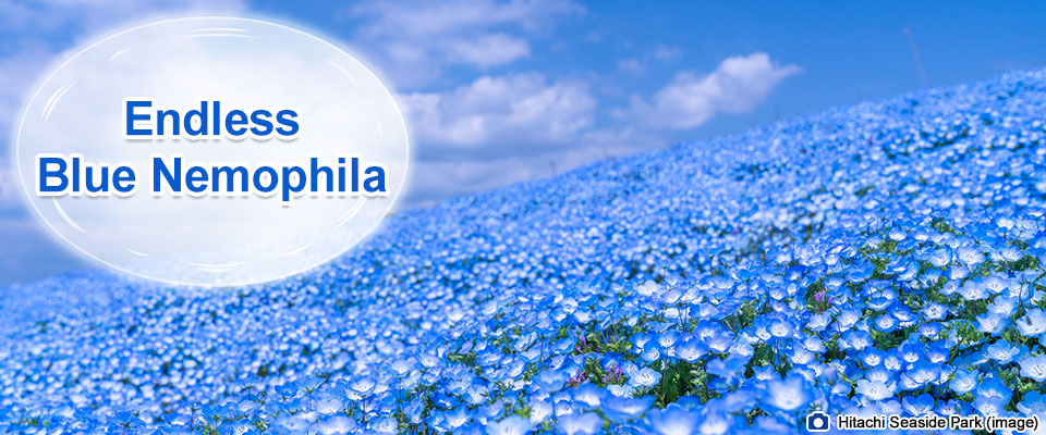 Nemophila Tour/Travel 2026