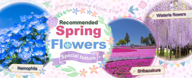 Spring Flower Tour Special 2026 | Nemophila, Moss Phlox, Azalea, Wisteria, and More