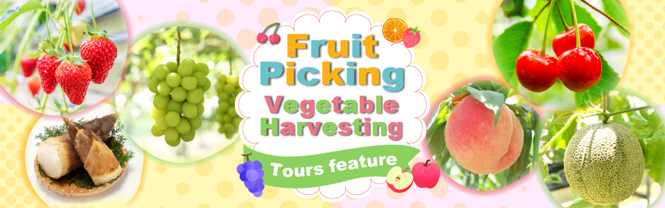 Fruit picking and vegetable harvesting tours and trips