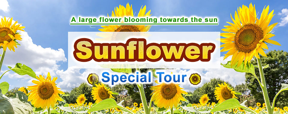 Himawari Tours & Travel