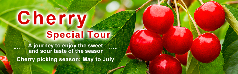 [Hokkaido / Tohoku] Cherry picking Tour/Travel