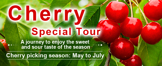 [Hokkaido / Tohoku] Cherry picking Tour/Travel