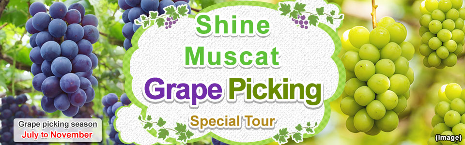 [From Chubu/Tokai] Shine Muscat Picking/Grape Picking Tour/Travel