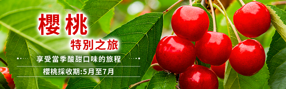 [神奈川縣（含町田市）] 櫻桃採摘旅遊/旅行