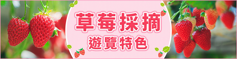 士多啤梨採摘旅遊