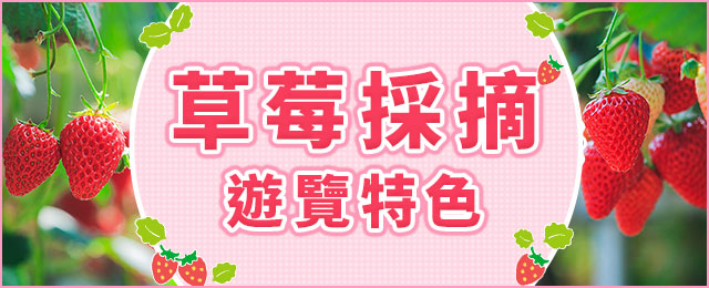 士多啤梨採摘旅遊