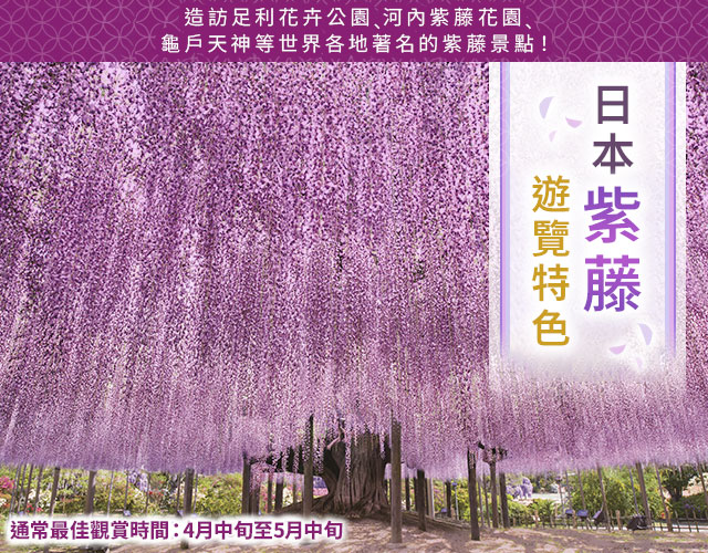 2026 紫藤花和紫藤棚架旅遊/旅行