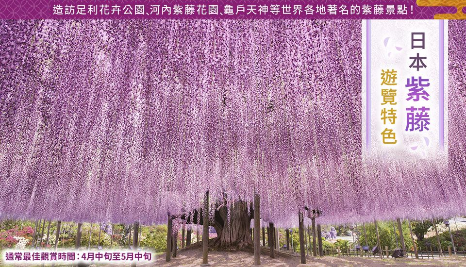 2026 紫藤花和紫藤棚架旅遊/旅行