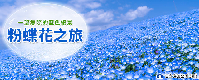 粉蝶花 2026旅遊/旅行