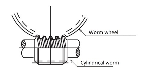 Cylindrical Worm