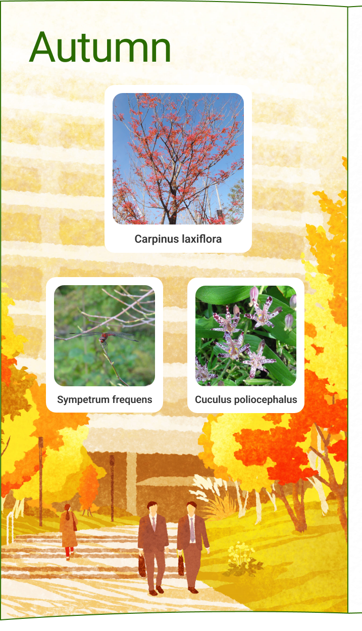 Carpinus de otoño, libélula roja, cuco menor