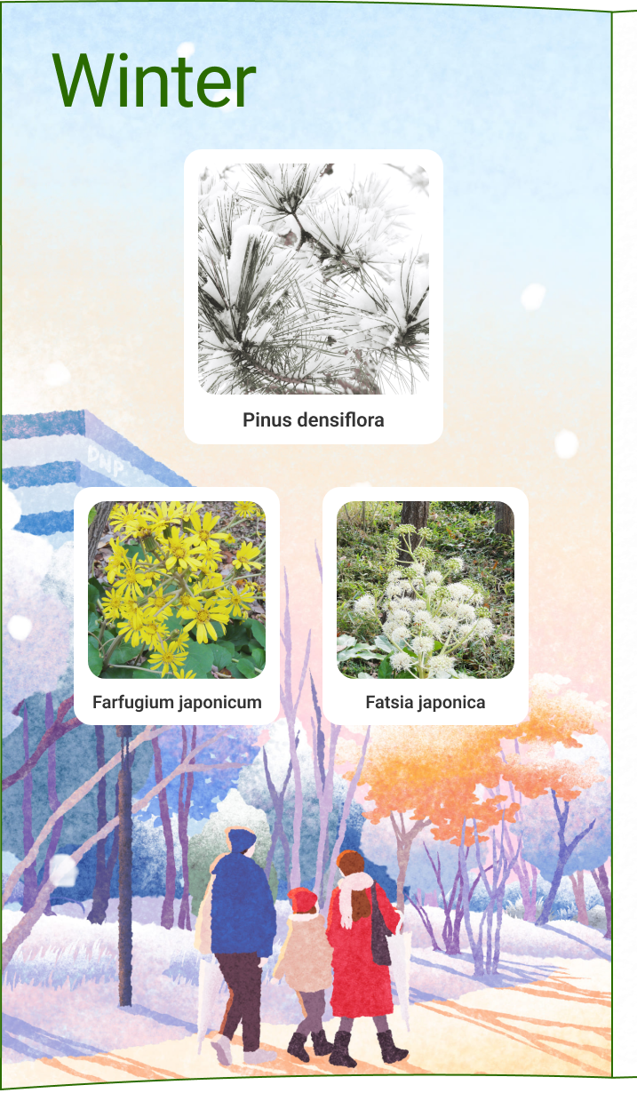 Pino rojo japonés de invierno Fatsia de hojas plateadas japonesa