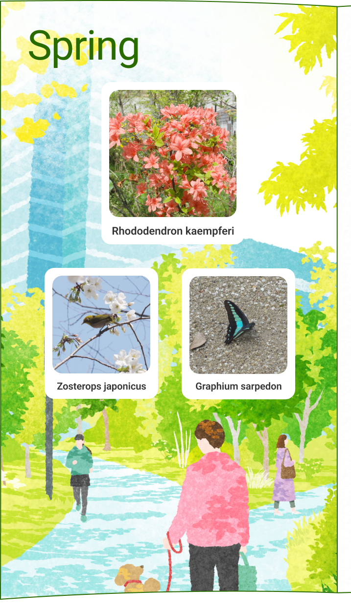 Azalea de montaña de primavera Mosca azul de ojos blancos japonesa