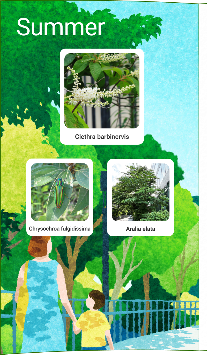 여름 료우브 야마토 타마무시 타라노키