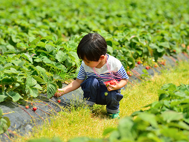 Hakkenzan area (orchards and wineries)
