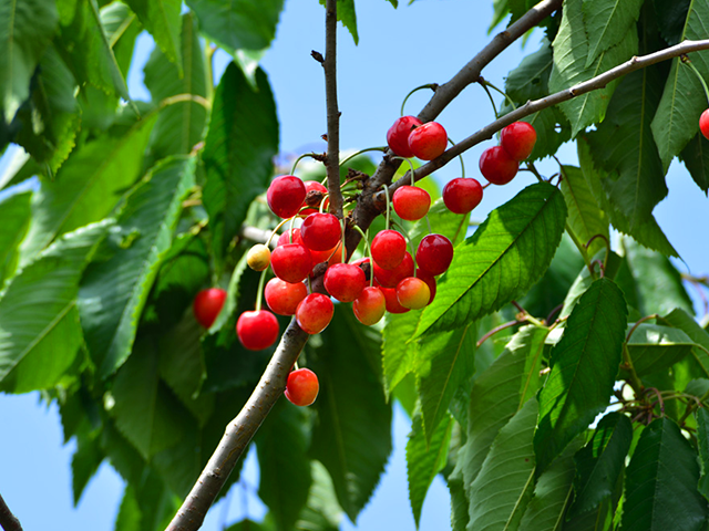 Hakkenzan area (orchards and wineries)