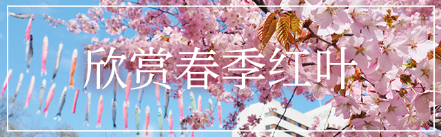 春紅葉を楽しむ