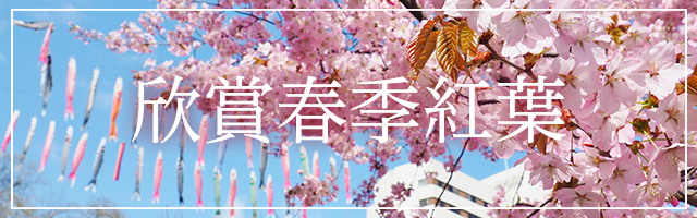 春紅葉を楽しむ