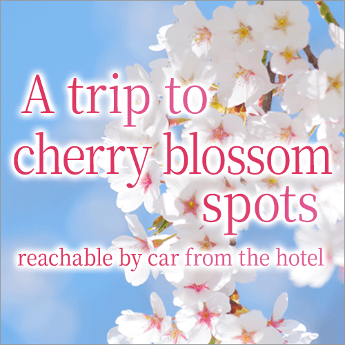 A trip around famous cherry blossom spots