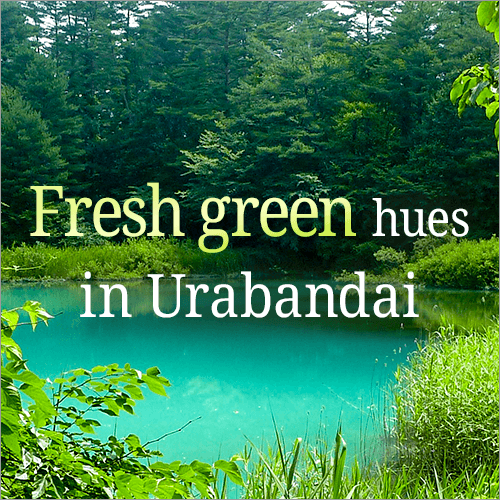 Urabandai is adorned with fresh greenery.