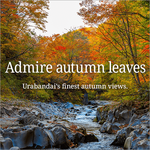 Admiring the beautiful autumn leaves