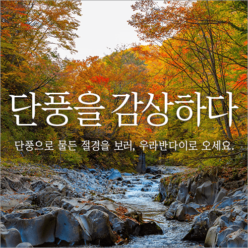 아름다운 단풍을 사랑