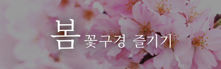봄 꽃놀이를 즐긴다