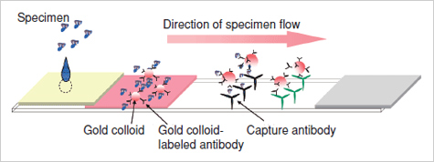 [Diagramm des Teststreifens (Fluss der Probe)] Von links: Probe, kolloidales Gold, mit kolloidalem Gold markierter Antikörper, Fangantikörper.