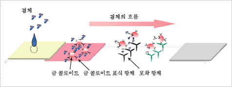 [테스트 스트립 설명도](검체의 흐름) 왼쪽으로부터 검체, 금콜로이드, 금콜로이드 표지 항체, 포착 항체